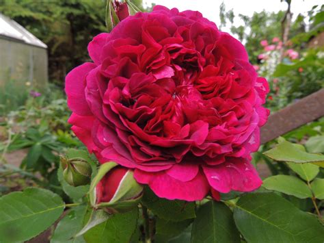 rosa tudor di william shakespeare|william shakespeare 2000 roses.